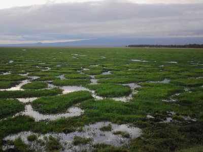 áfrica, kenia, amboseli